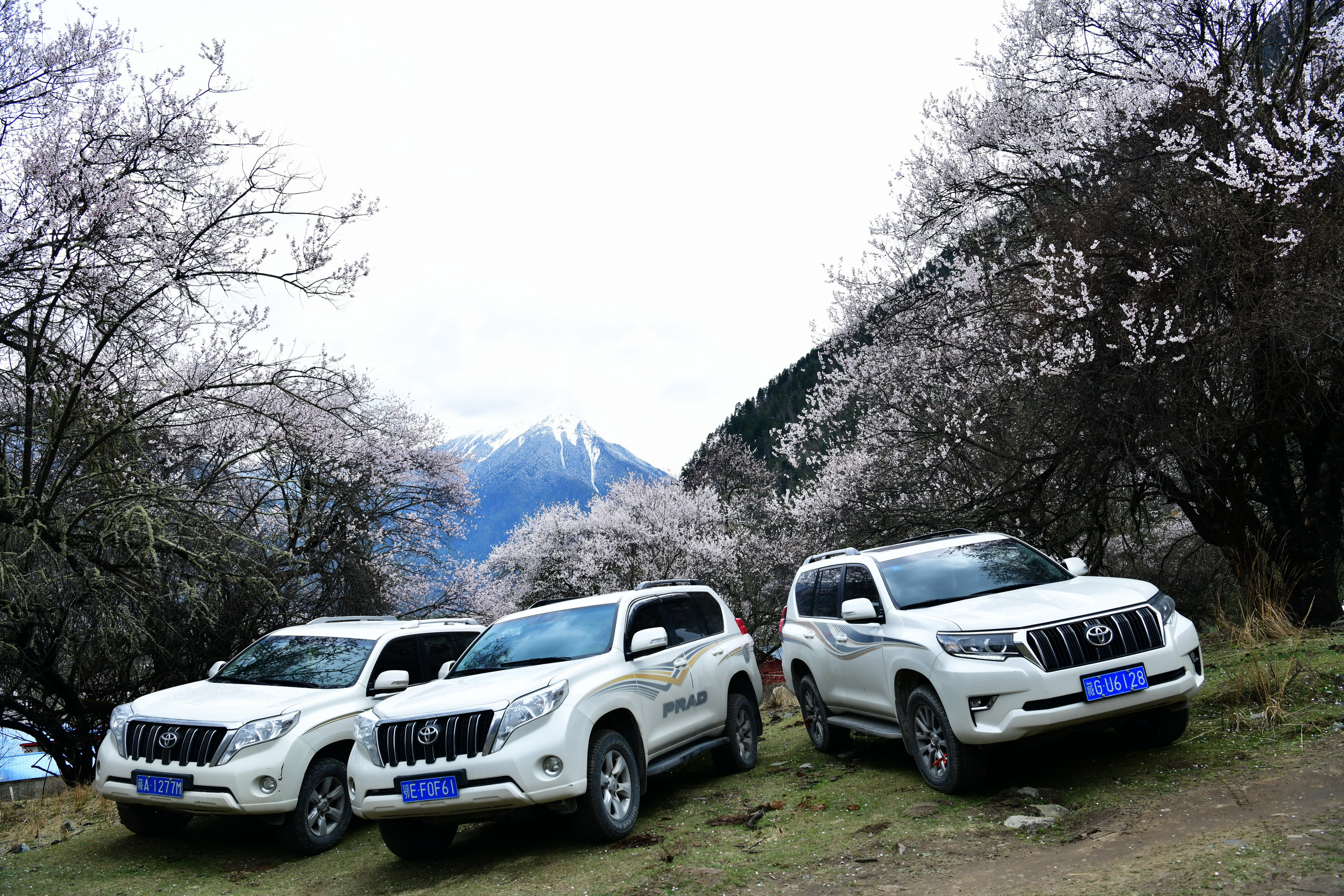 雪域林芝桃花图片 (在雪域江南西藏林芝邂逅漫山桃花)
