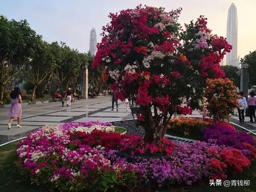 杜鹃栽培技术,深圳杜鹃种植基地在哪里