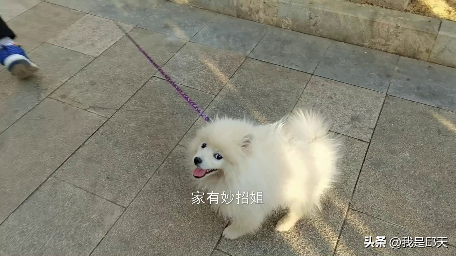 被狗咬怎么才能不让它咬,被狗追咬自救的方法