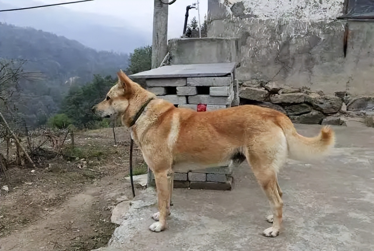 土狗成为导盲犬的辛酸,哪些品种的狗狗成为导盲犬