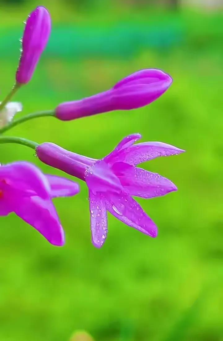 家里老人下葬后收到礼金怎么办,家里供香火钱怎么处理