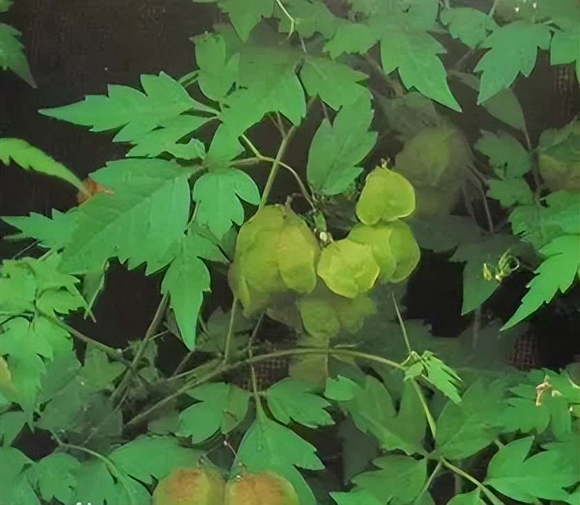 植物识别小口诀，总结的太全了！