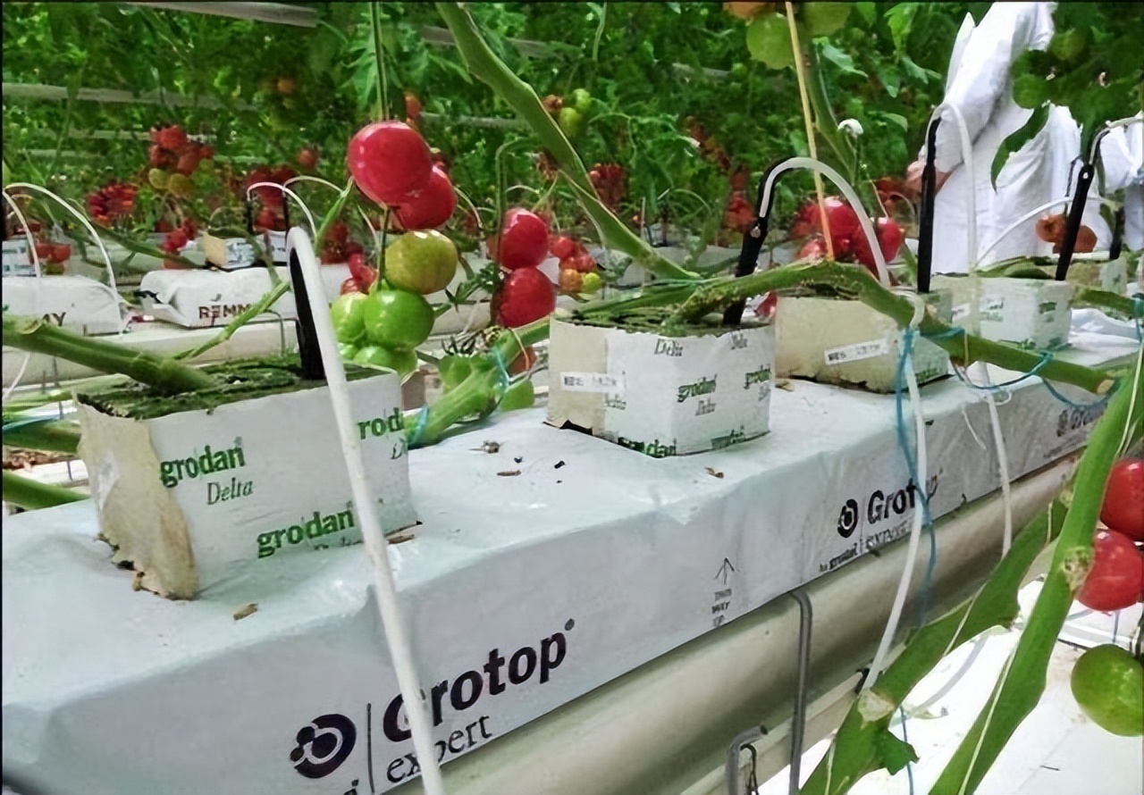 番茄枯萎病无公害防治,彻底消灭枯萎病特效药