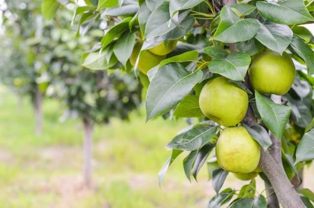 只有夏天才能吃到的苏州美食,苏州夏日美食推荐