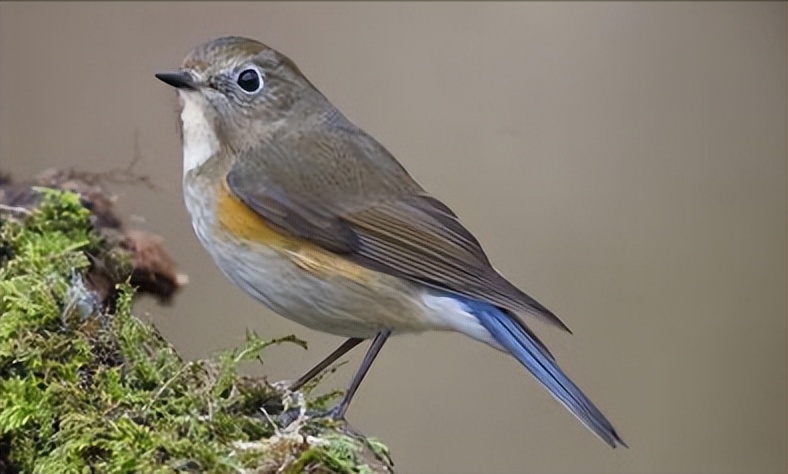 鸟儿大全高清图,高清珍稀鸟动态图片大全