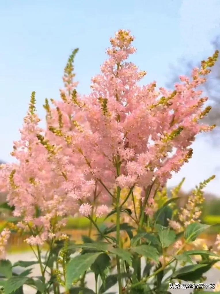 盆栽颜值高的植物,高颜值盆栽品种