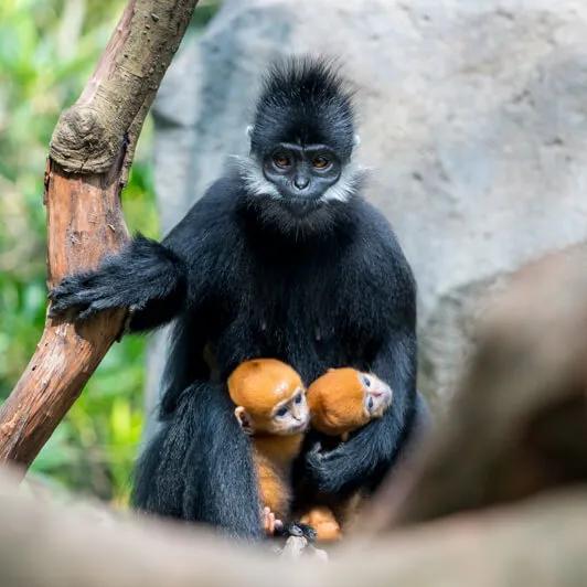 广州长隆野生动物园全部动物,广州长隆野生动物园所有动物介绍