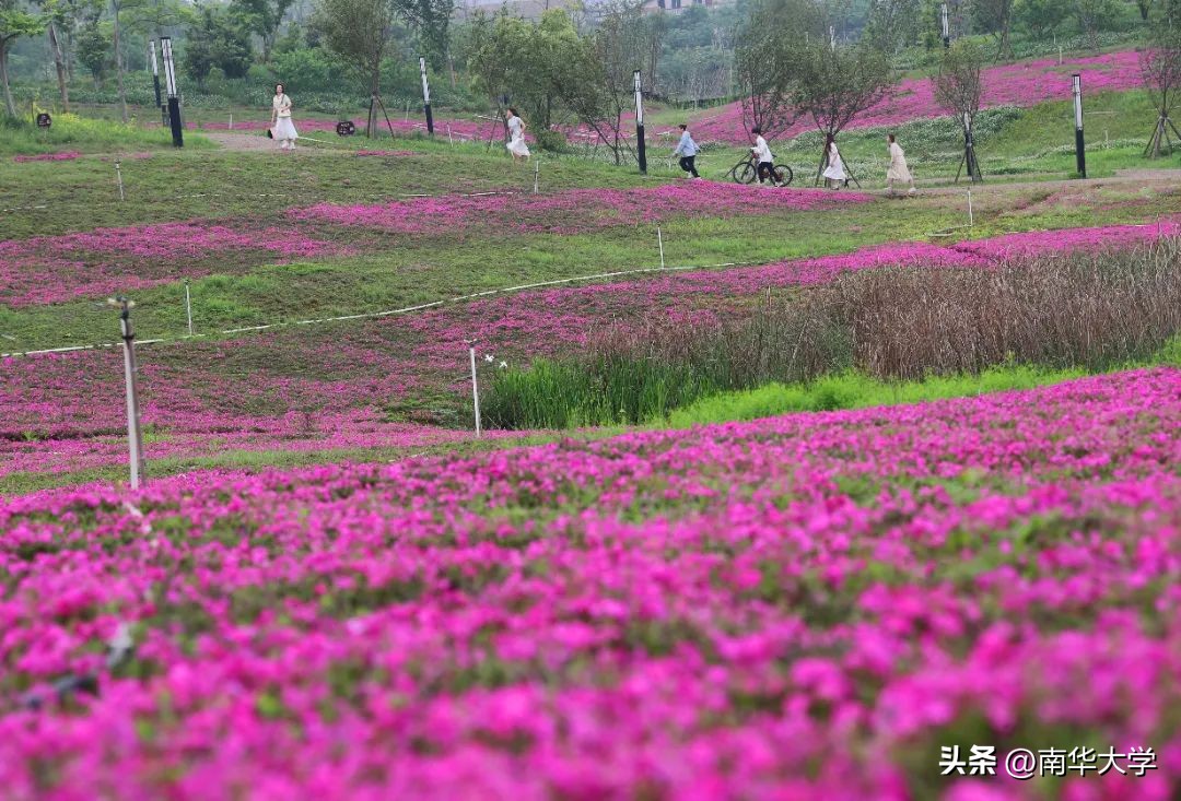 南华大学校花全集,校花南华大学