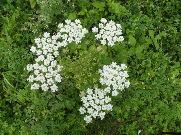 常见有毒花千万别碰,世上有毒的花和植物