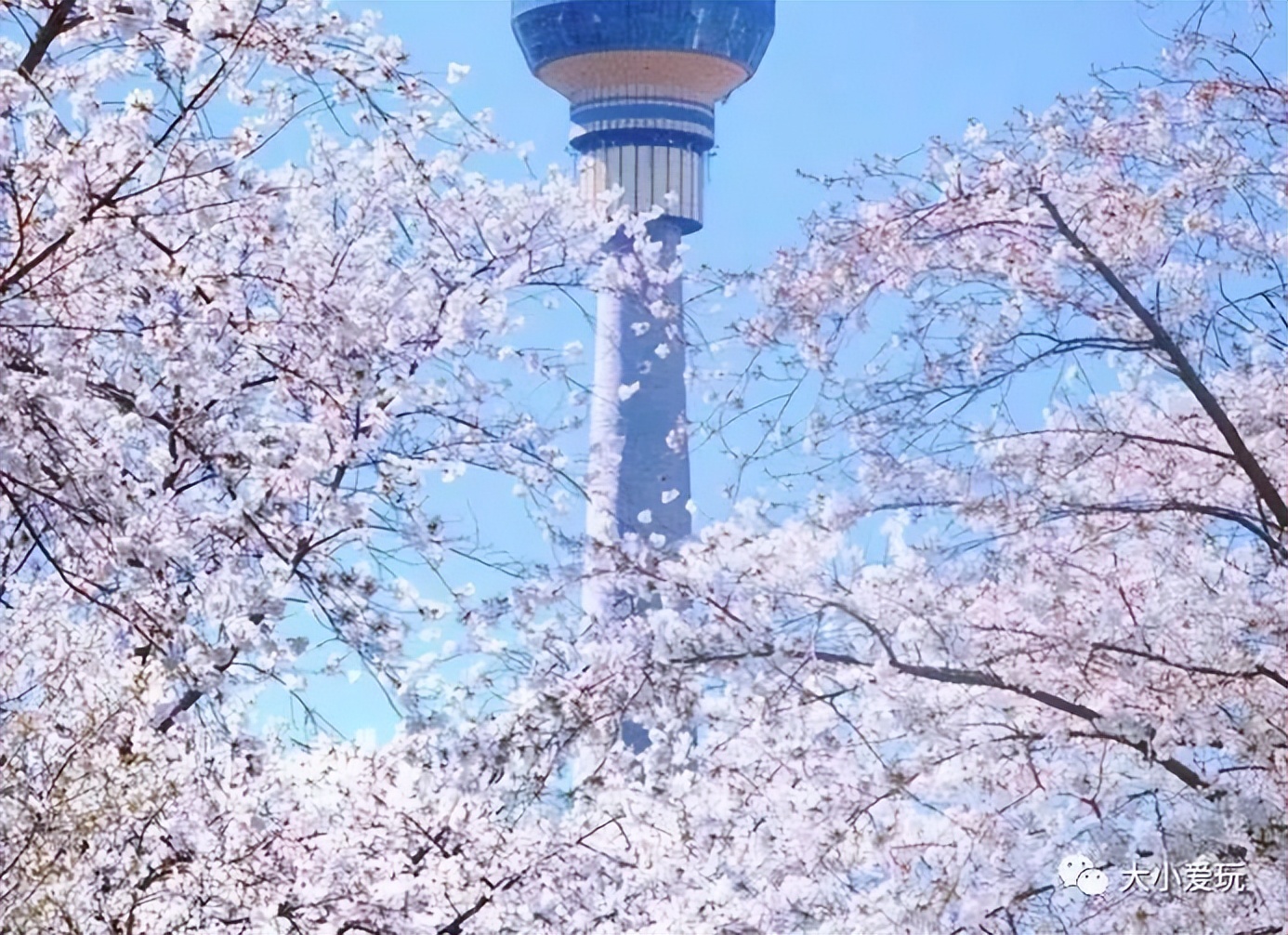 超级美的樱花美景全景,浪漫樱花海美景图