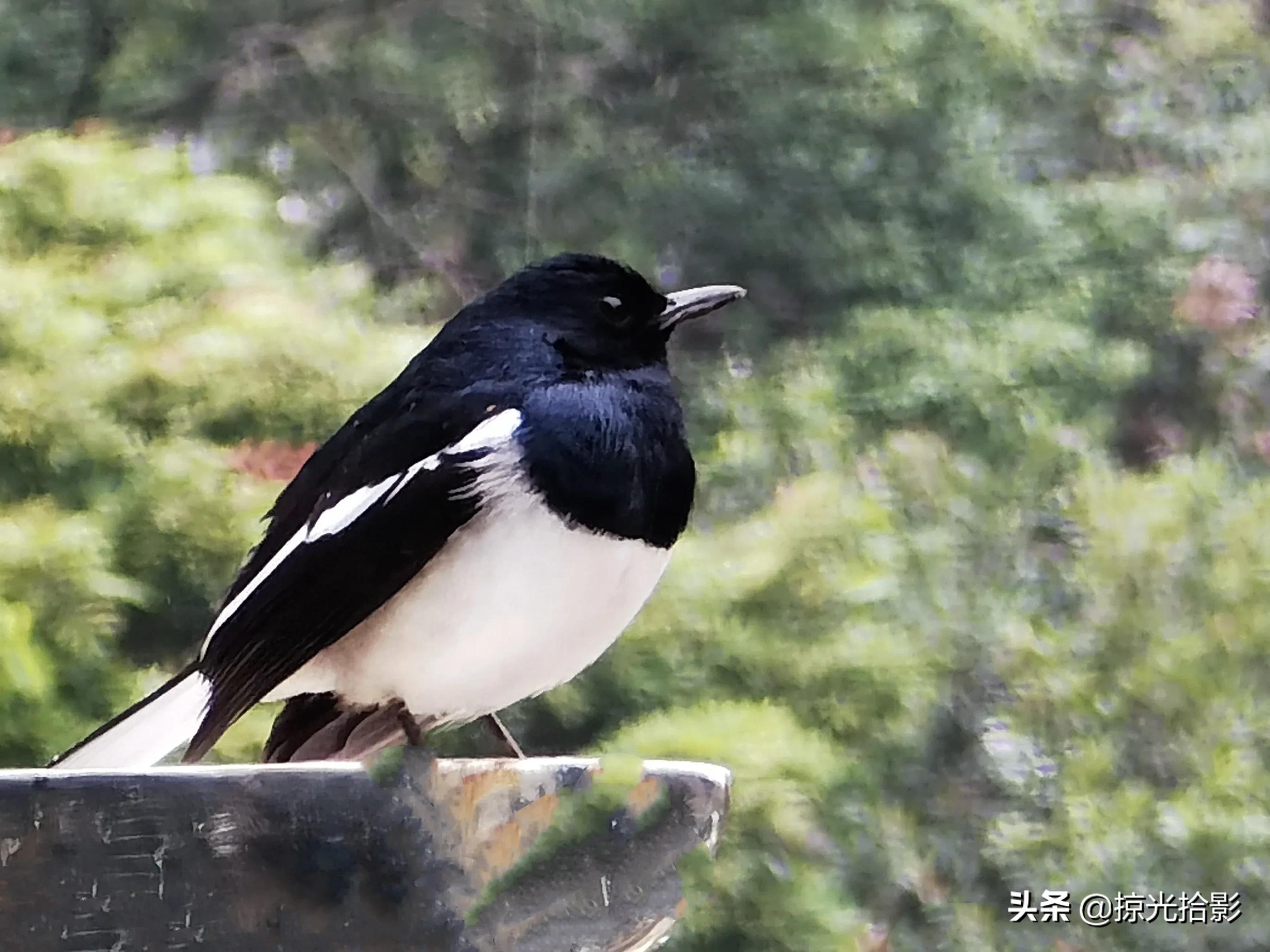 手机拍出清晰照片的20个技巧,手机小技巧怎么样拍出好照片
