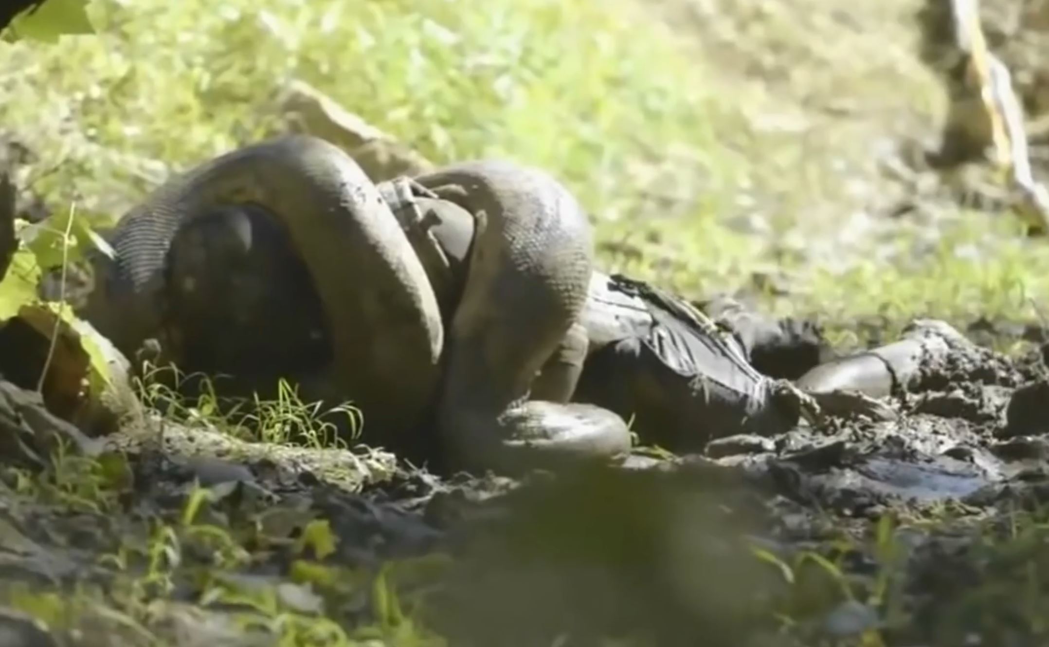 如果人被蟒蛇吞下是否有机会逃生,被蟒蛇吞下的自救方法