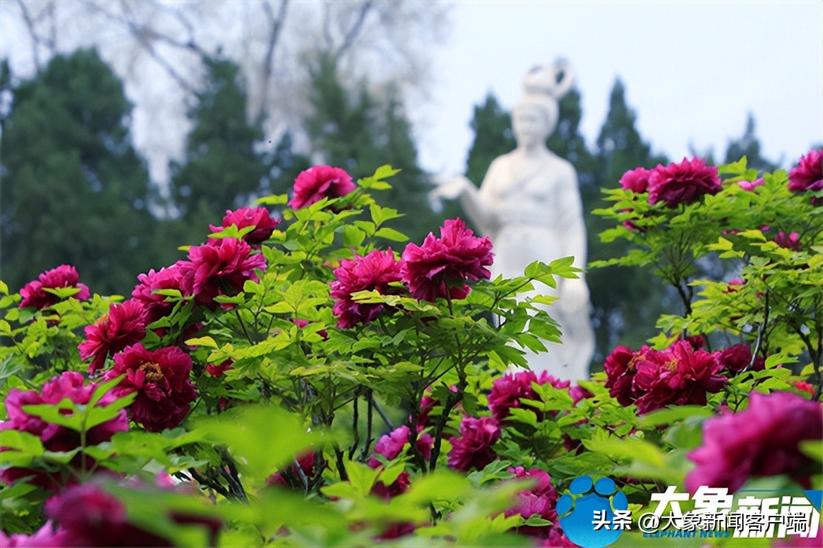 花开时节动京城最美不过洛阳城,花开时节动京城洛阳