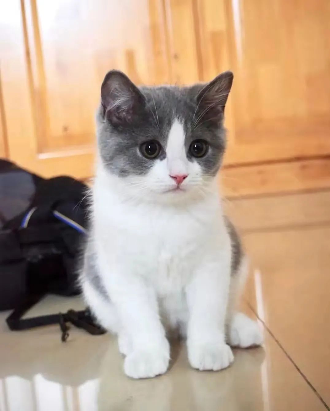 猫咪泌尿发炎到处大小便吐毛球,宠物医生猫咪呕吐