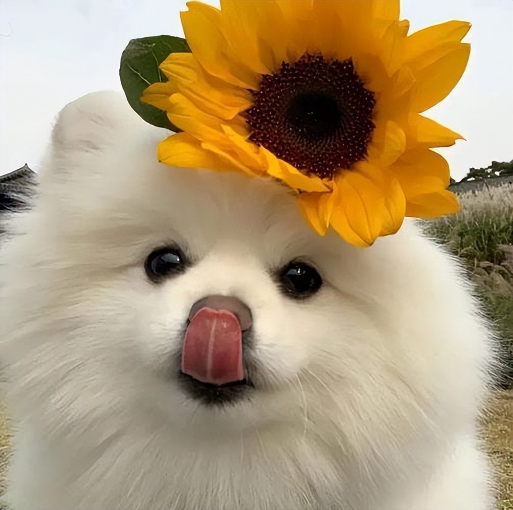 进口狗粮哪个性价比高,海洋之星狗粮是国产还是进口的