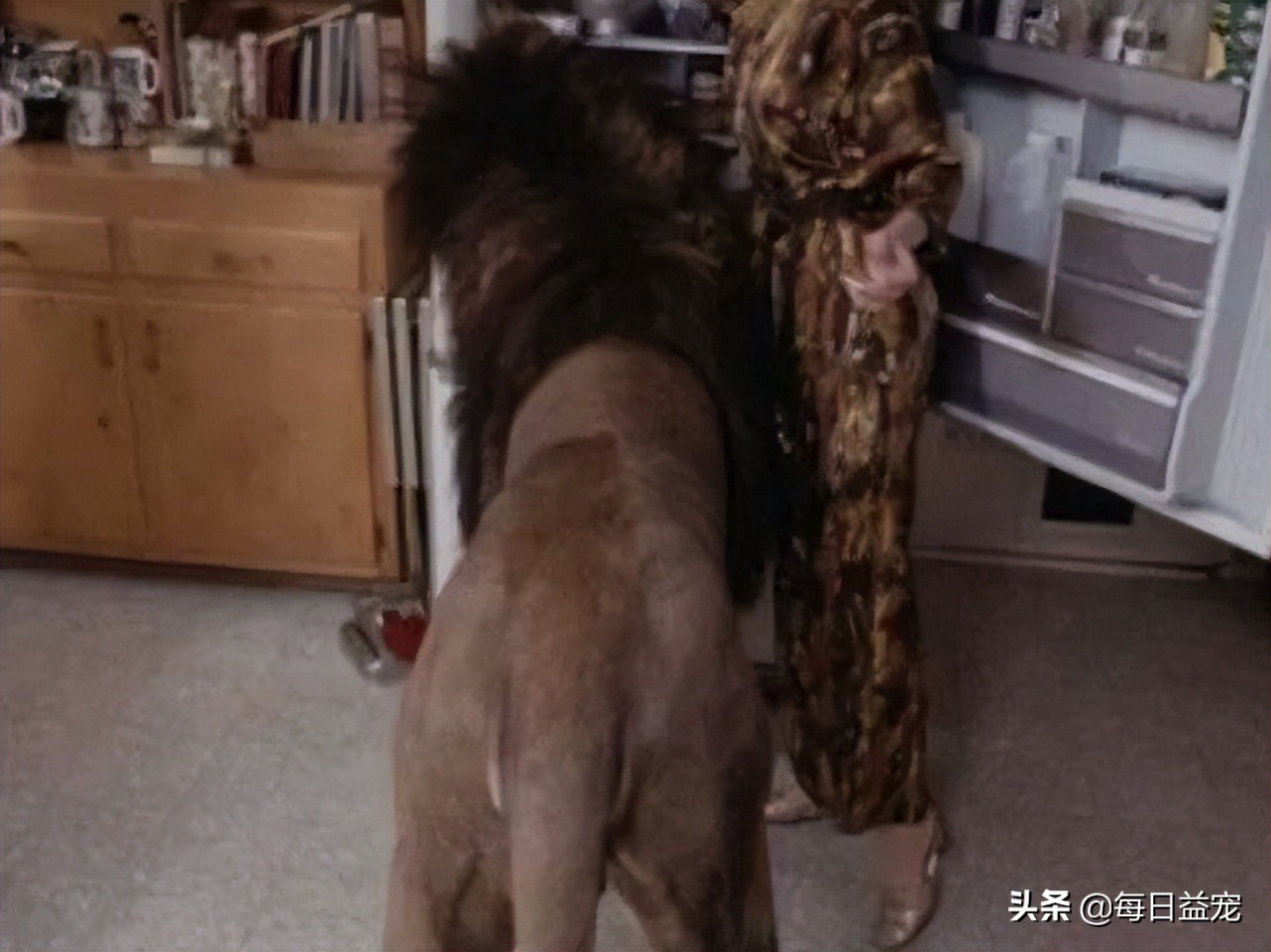 世界十大最奇葩的宠物,世界上最奇异的小宠物