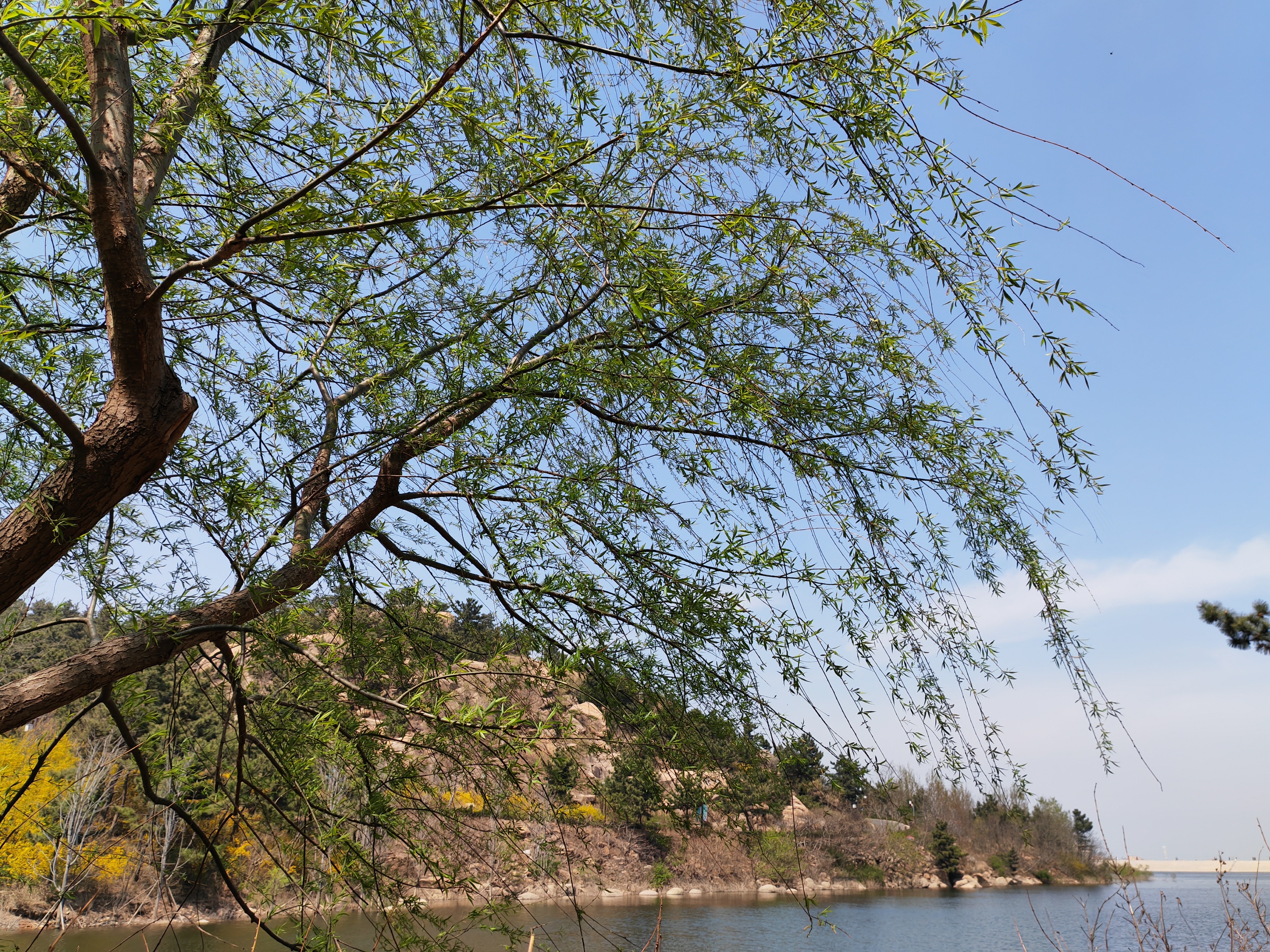 古今有名的十五首咏柳诗词,描写春柳的古诗有哪些