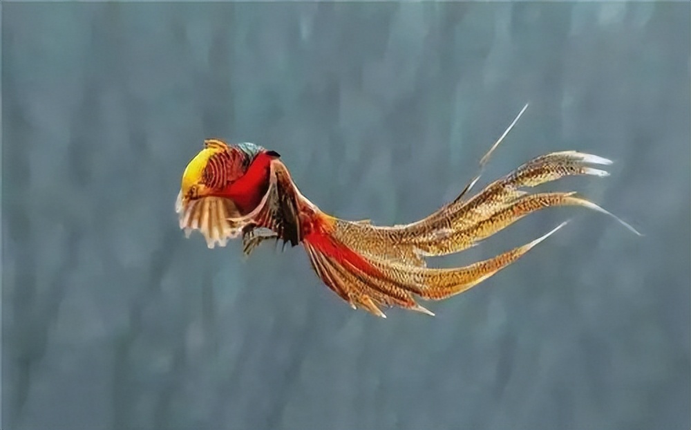 山西老农发现凤凰,山西老农发现2只凤凰精心养4年