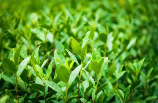 茶道如何区分茶叶好坏,怎样从茶叶汤色中分辨茶叶好坏