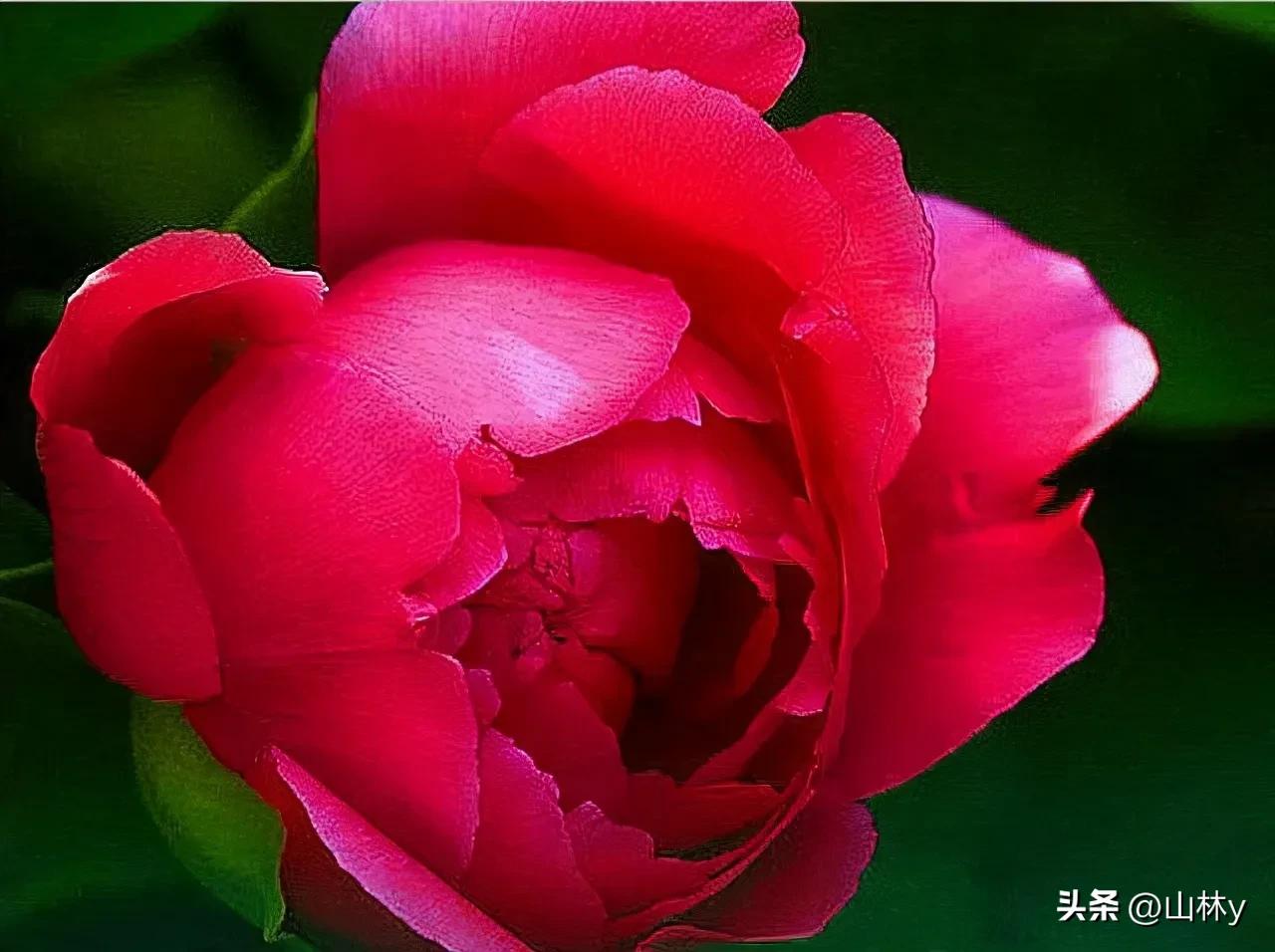 十大绝美花朵,绝美花朵视频