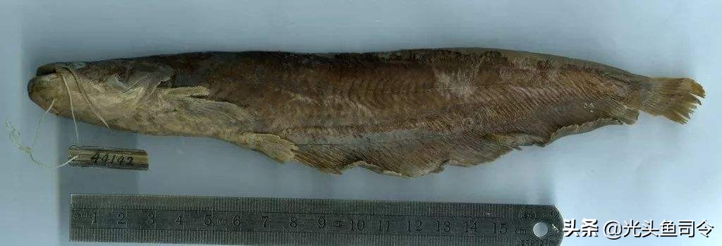 钓鱼钓到保护鱼种放了违法吗,钓鱼犯法的鱼类有哪些种类