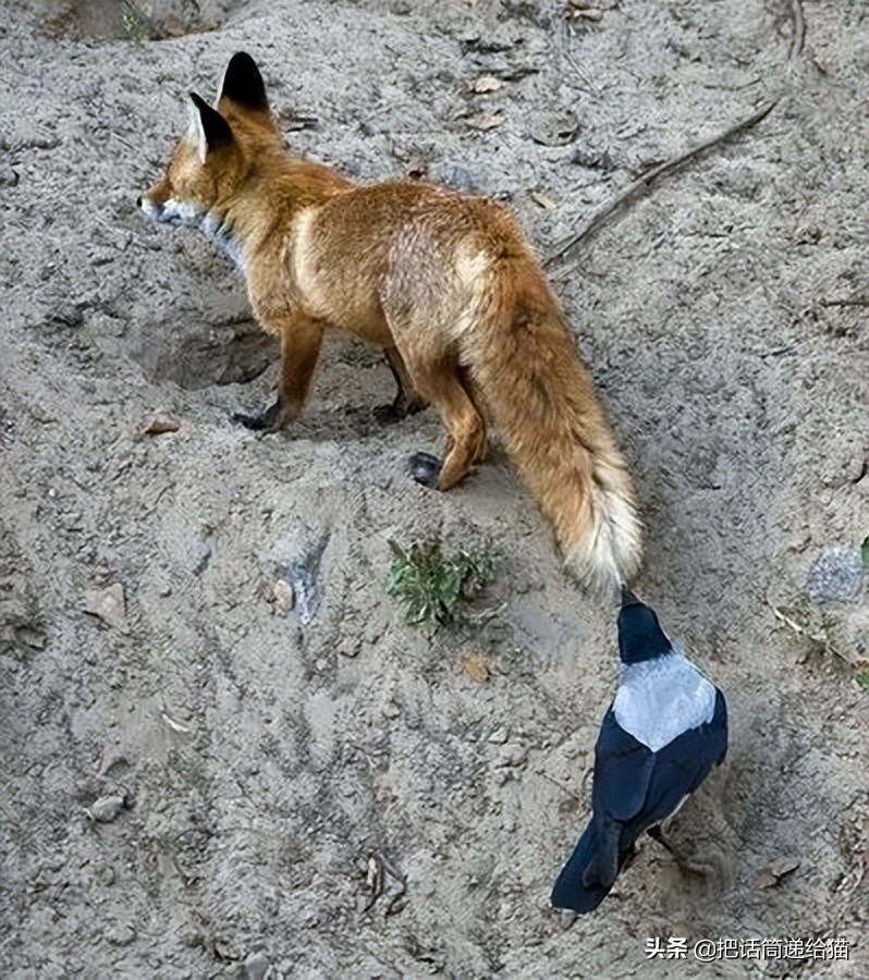 女孩救下一只差点被货车撞死的猫,小女孩救下乌鸦被夺走眼睛