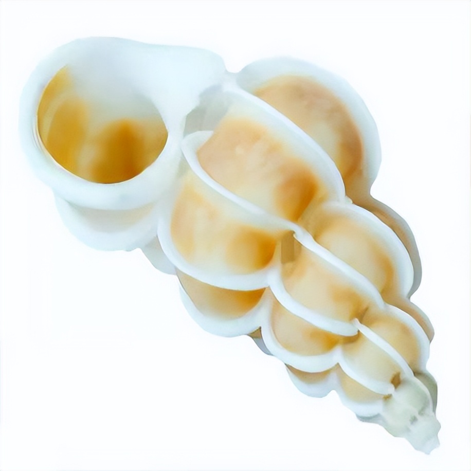 海南海鲜贝类有哪些,海南海鲜贝类