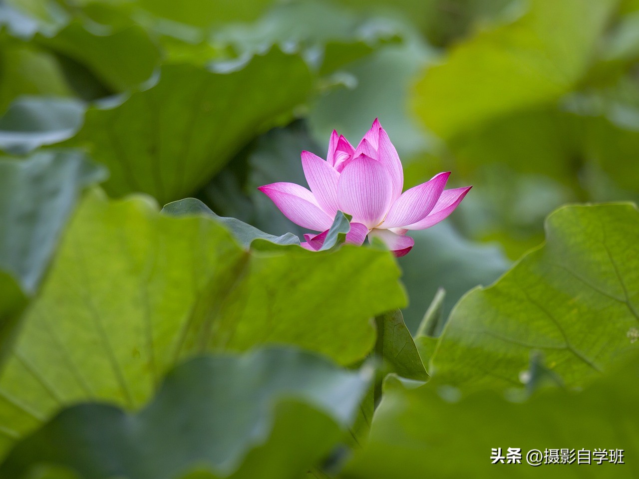 荷花摄影的拍摄方法和技巧,拍摄荷花摄影新手别犯这8个错误