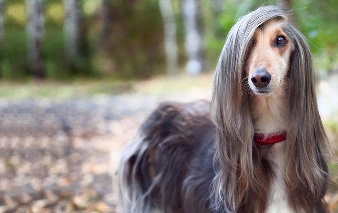 狗界扛把子臭名远扬的4种狗,狗界中最通人性的5种狗