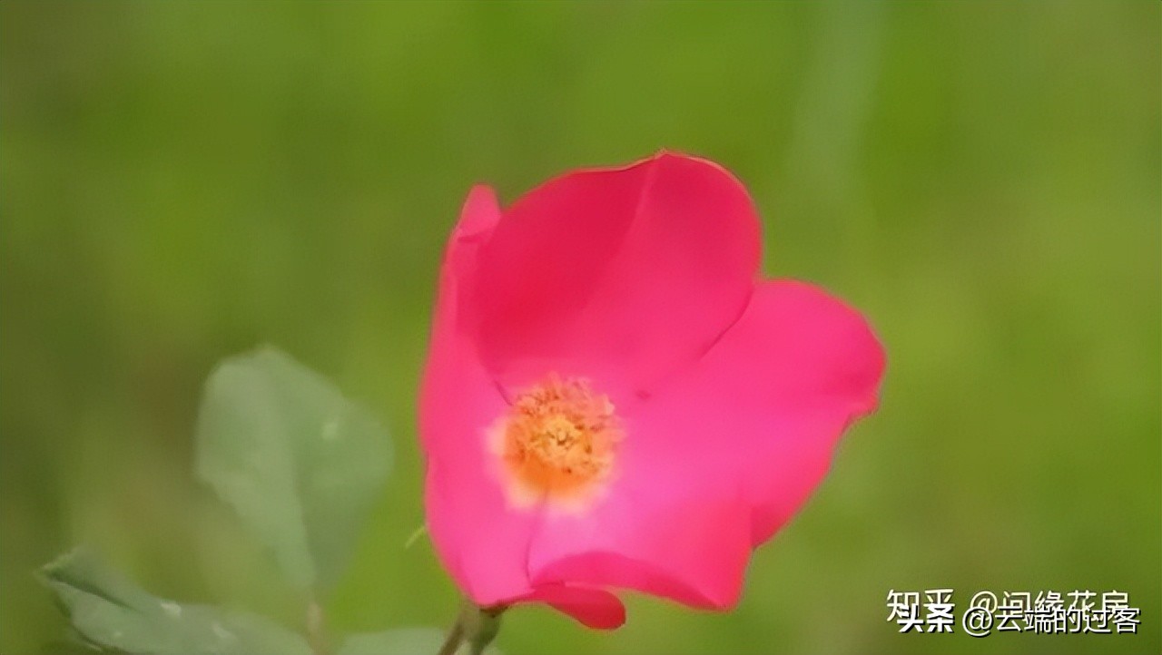 1到99朵玫瑰的含义图片,1到99朵玫瑰花语是什么