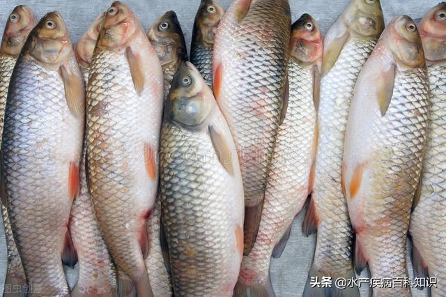 水产出血病用什么药,夏季水产养殖烂鳃出血病