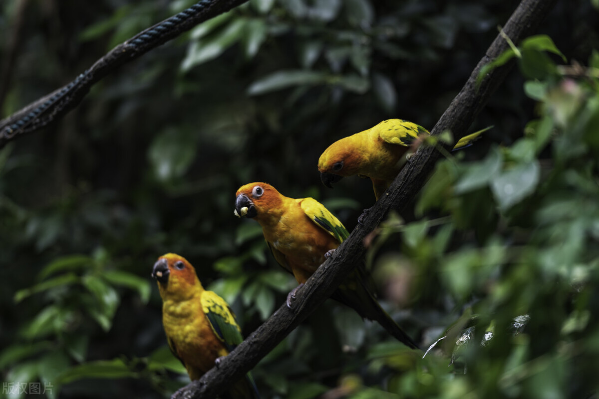 被鹦鹉记仇了该怎么办,笼养虎皮鹦鹉记仇怎么解决