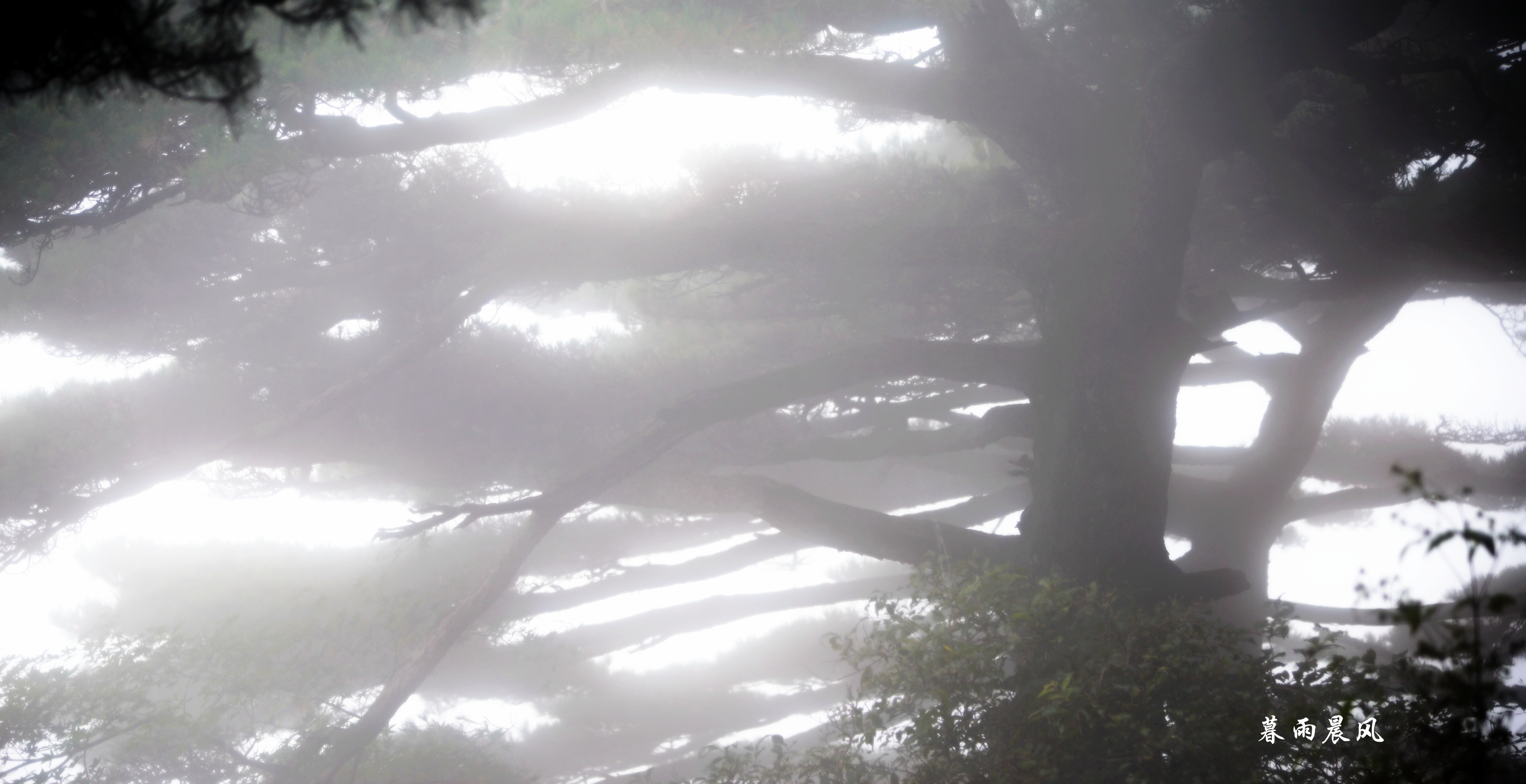 2014年黄山游,2014黄山银毫