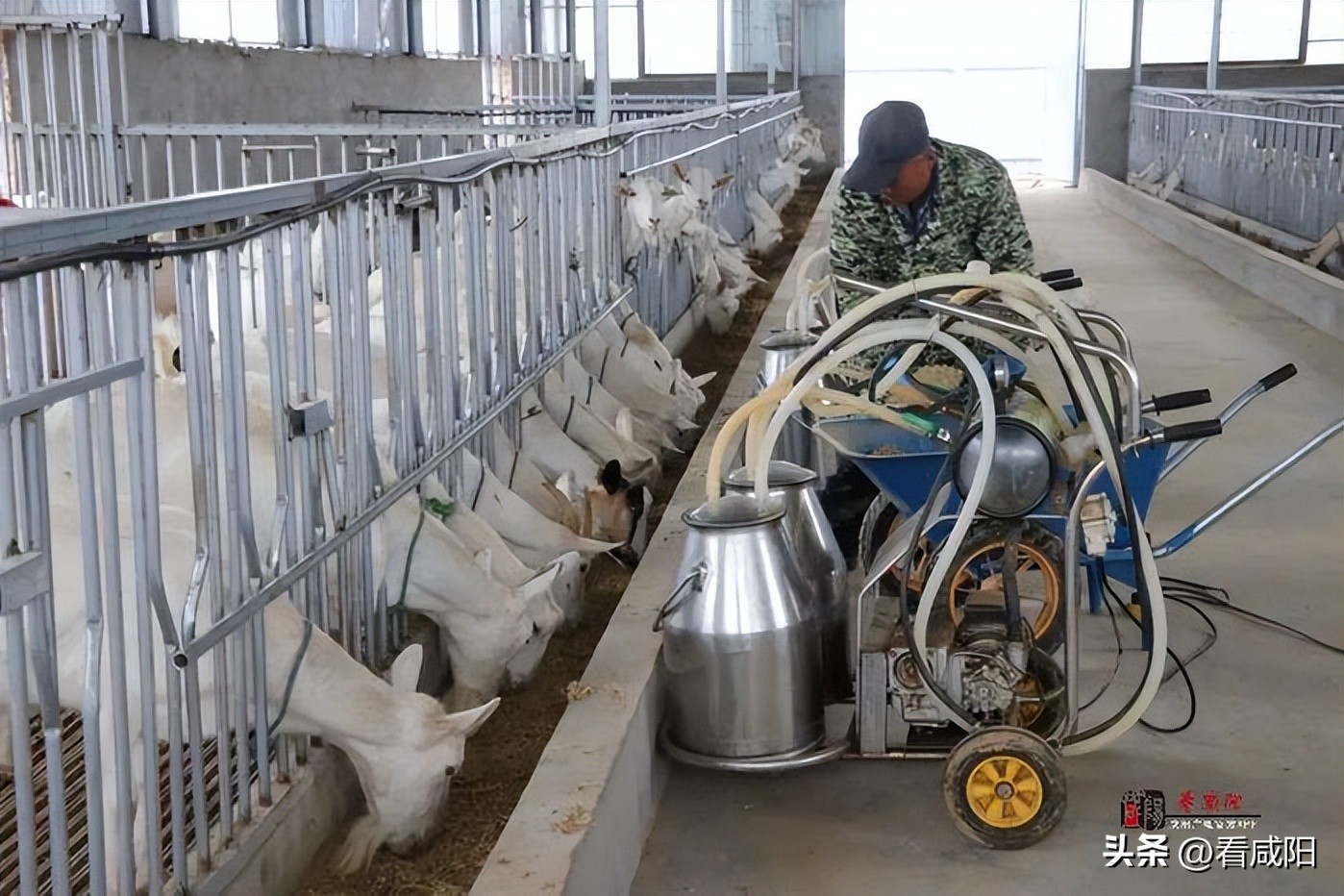 奶山羊养殖致富,奶山羊致富成了新选择