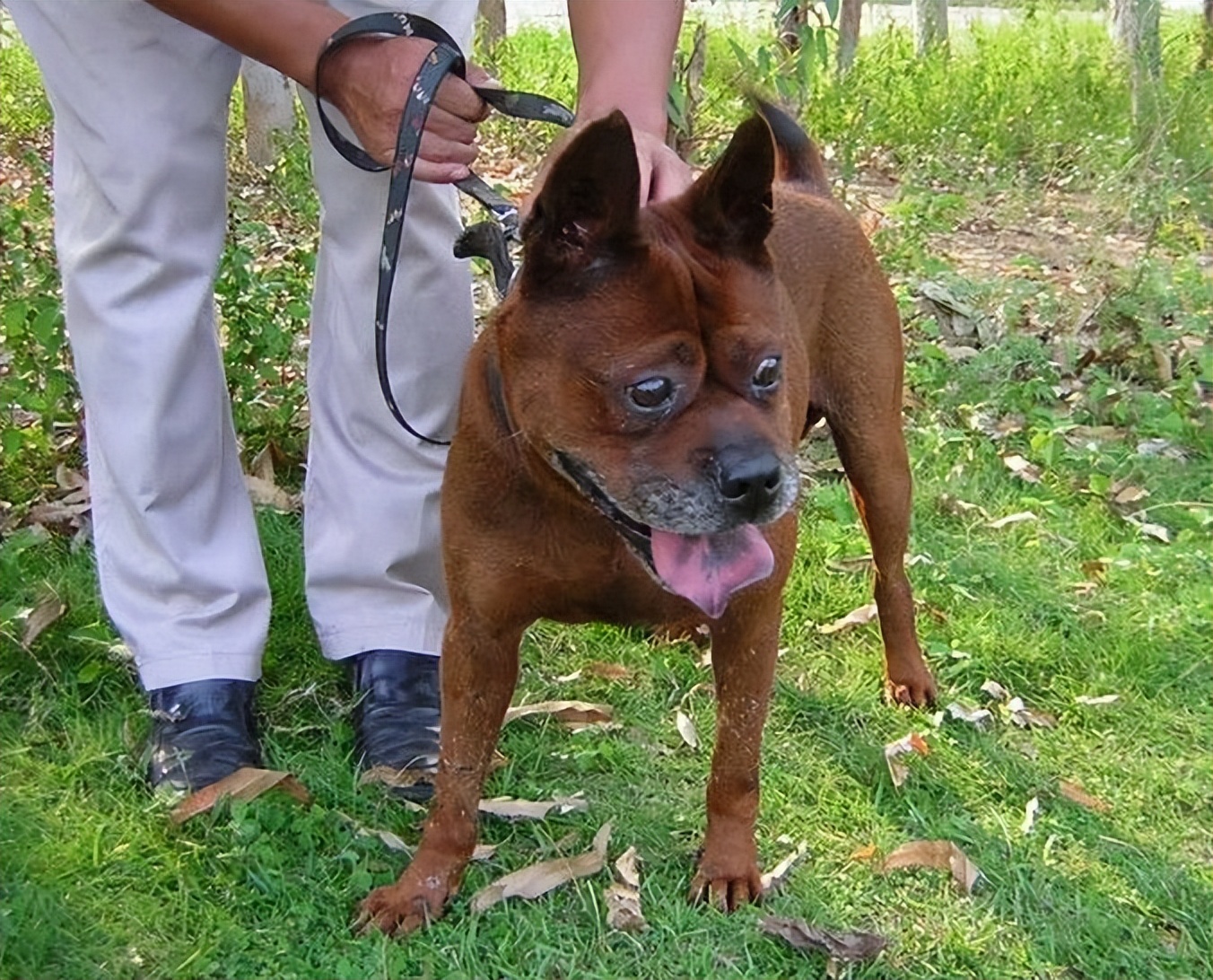 30种常见犬图片,40种常见名犬图片