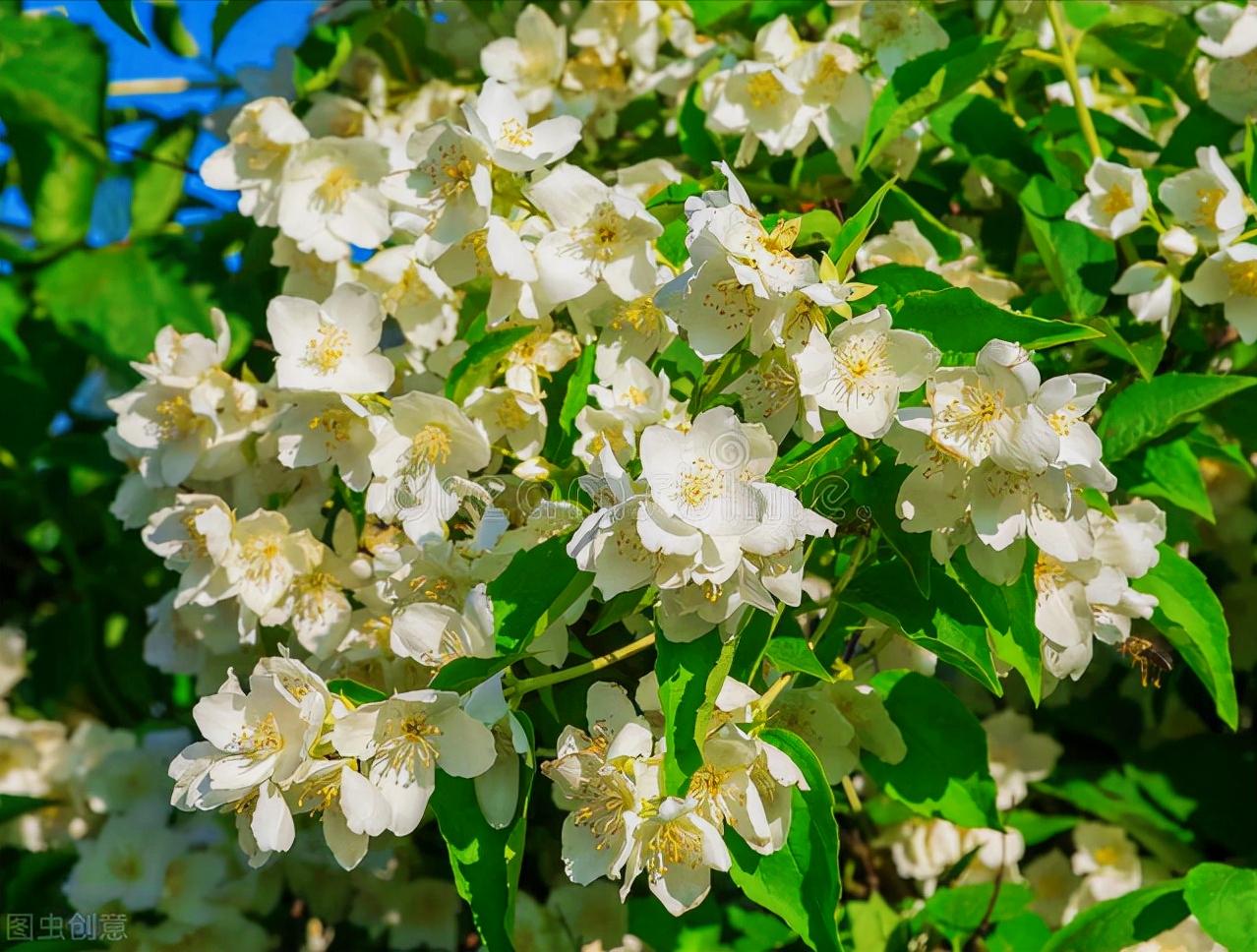 一花一世界,一花一叶送祝福,有花陪伴最幸福;有叶牵挂更美好