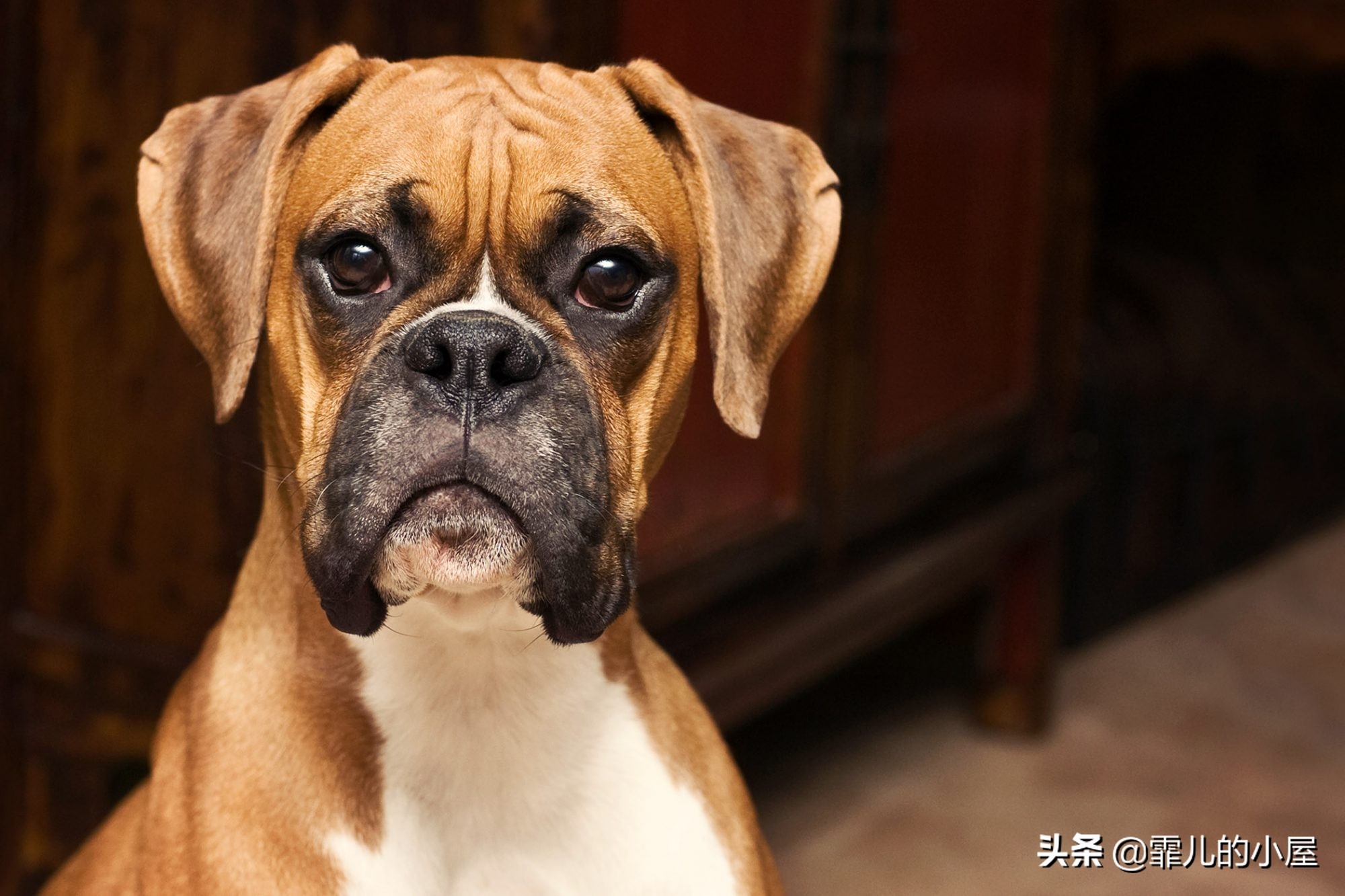 如何让你挑到称心如意的犬类宠物？一起来看看这份宝典指南吧