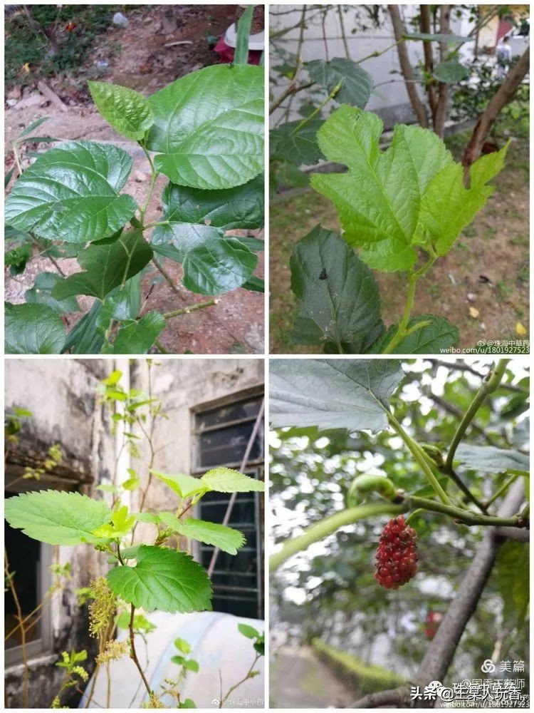 石家庄挖野菜攻略,挖野菜攻略