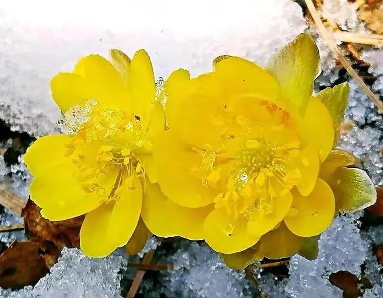 冰凌花享有林海雪莲之美称,牡丹江林海雪莲冰凌花悄然盛放