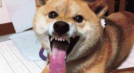 为什么打狗会有不好的事发生,为什么不能打狗民间故事