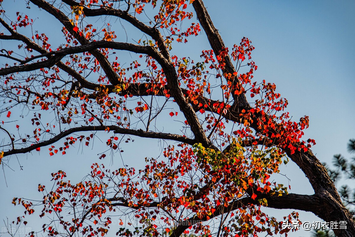 秋天乌桕诗句,秋天乌桕的诗句