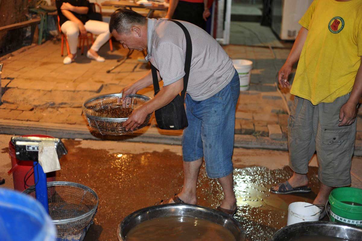 丽水市知了批发多少钱一斤,浙江丽水收知了多少一斤