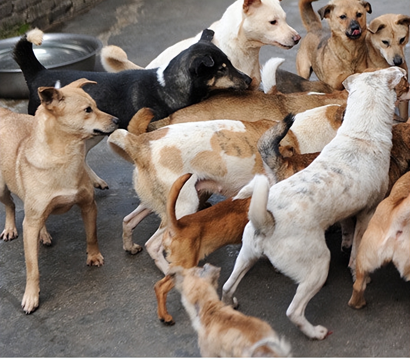 领养狗狗领什么狗最好 (领养和购买宠物狗的区别)