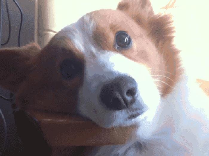 狗狗闭着眼睛睡觉代表什么,狗狗睡觉为什么会有怪异的动作