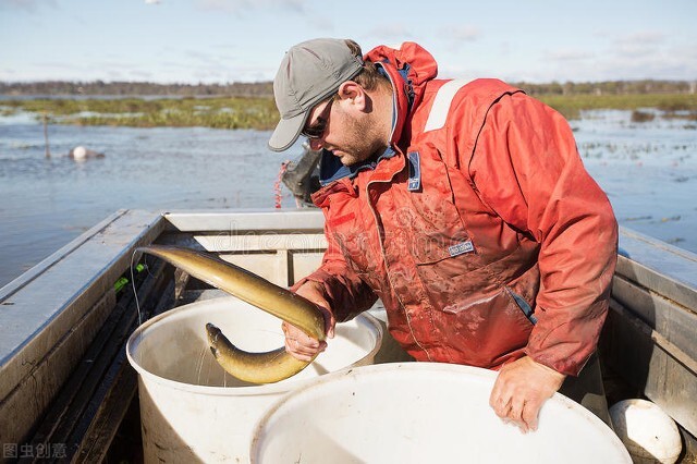 土池养黄鳝一亩需要多少种苗,水泥池塘养殖黄鳝