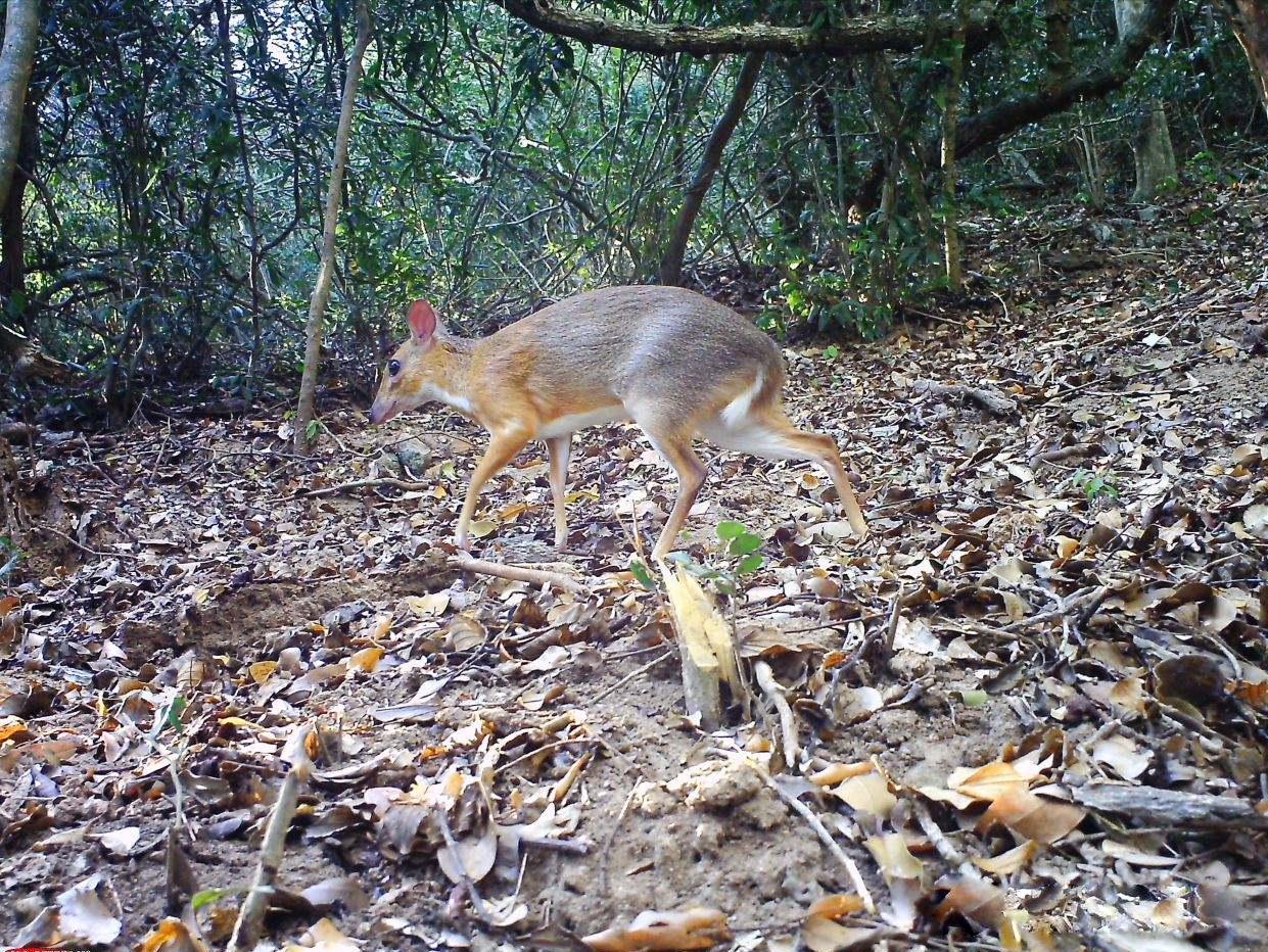 小鼷鹿：比兔子还小，下了水就不会动，云南为它修建专用大桥