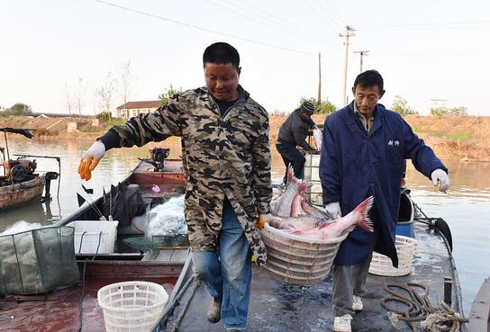 渔民抓到一条百万大鱼,渔民捕到重达几百斤的大鱼