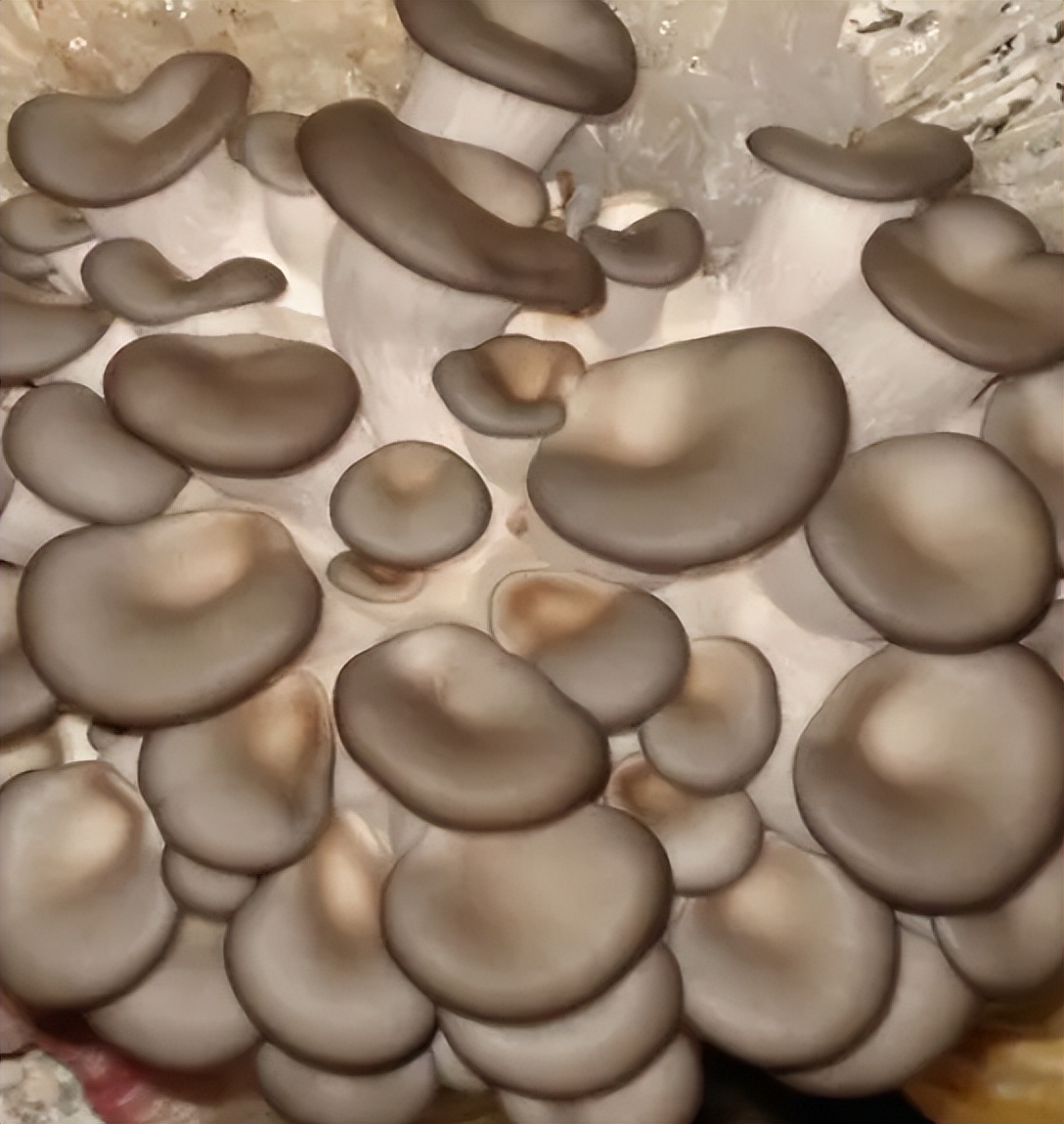 食用菌平菇,河北食用菌平菇栽培技术培训