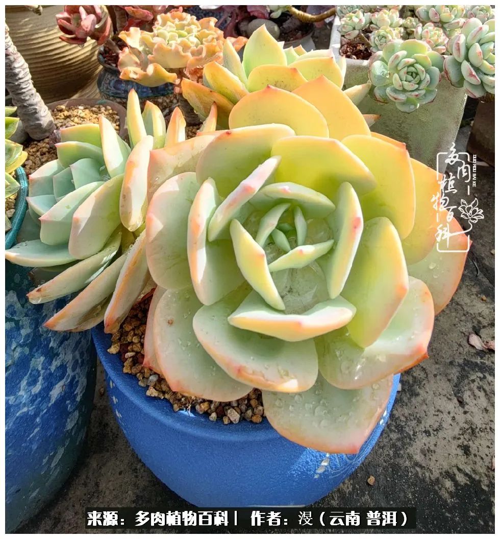 云南的冬天没有云！养肉七年，不谈得失，只论陪伴！