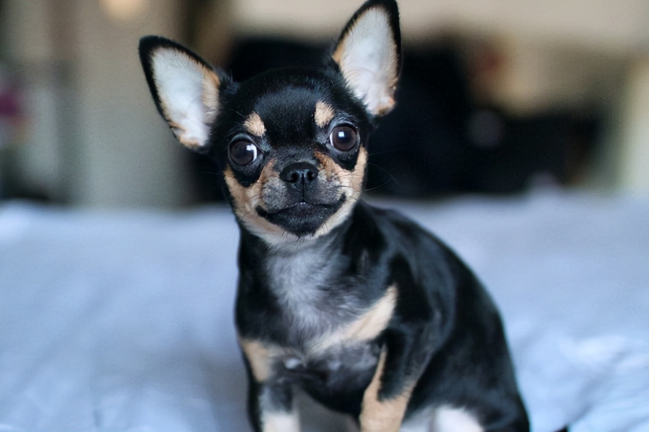 鍚夊▋濞冨翱娑茬壒鍒粍,鍚夊▋濞冨翱娑查粍